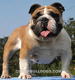 English Bulldog